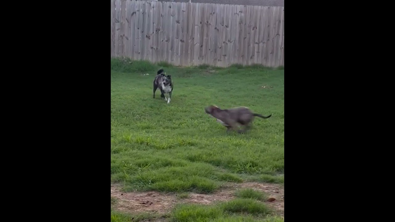 Enlarge Stormy, a Adoptable mixed breed in Princeton, MA video 6/6