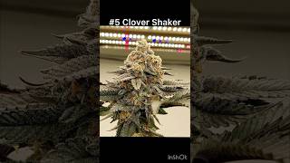 The 5 Most Potent &amp; Rarest Cannabis Strains of 2025 So Far!