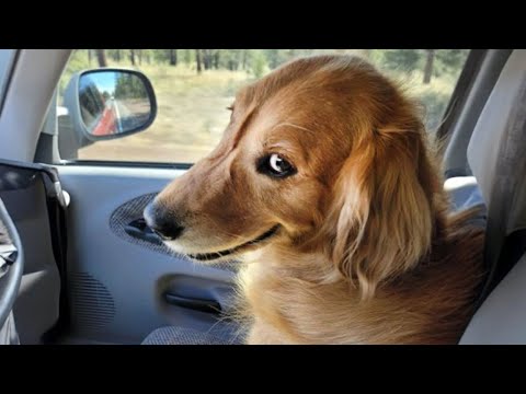 De drôles de chiens qui se sont trompés