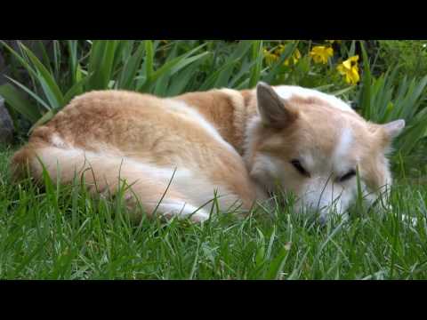 Üna schläft im Garten