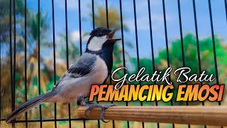 Download lagu GELATIK BATU GACOR PEMANCING EMOSI LAWAN BIKIN CEPAT WUCIT #152 mp3 Download lagu GELATIK BATU GACOR PEMANCING EMOSI LAWAN BIKIN CEPAT WUCIT #152 mp3