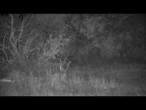 Djuma: Lion-Dark Mane of Avocas-walks from dam wall and up Twin Dams Road - 19:52 - 09/18/21