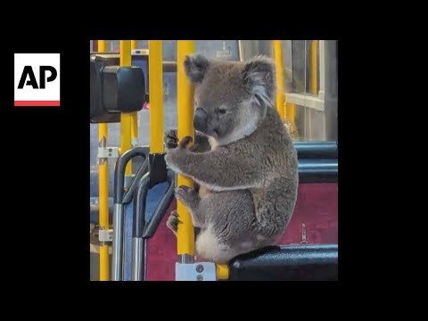 Koala hitches a ride on a bus in Australia