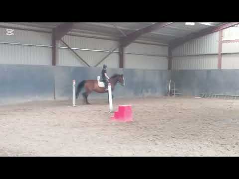 12 year old 16.2 HH - Image 2