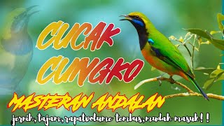 Download lagu Cucak cungkok GACOR dan FULL NEMBAK  100 % AMPUH !!! mp3