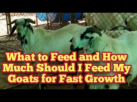 , title : 'Feeding Sheep and Goat in Stall Feeding System # AP & TS Sheep and Goat Farming Tips.'