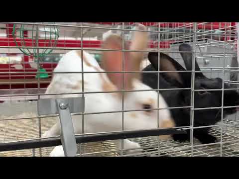YouTube video about: Does rural king sell rabbits?