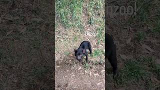 See Tasmanian animals including Tassie Devils! ​⁠Add a stop here!#hosted @DiscoverTasmania