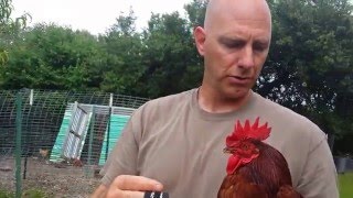 How to keep your rooster quiet