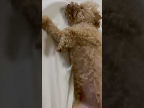 経営学科 へそ天するトイプードル14ヶ月 #toypoodle #トイプードル