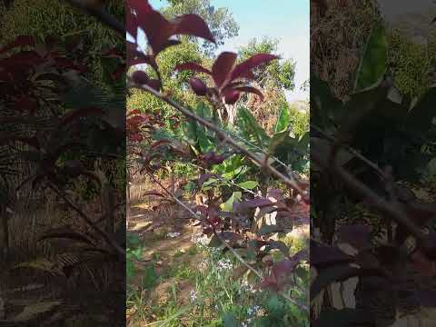 Conheça a frutífera mais linda do mundo ameixa rocha