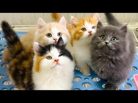 Short-legged kitten running around the yard - Beautiful cat video - Cat meowing