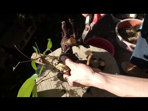 YAMADORI | Bonsai | Bonsai in the Forest
