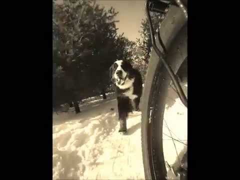 Dog Days of Summer – Photo/Video/Word CONTEST! cecil