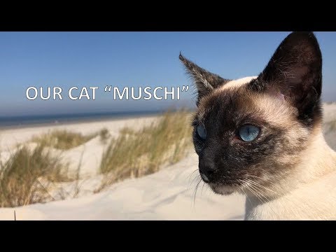 Siamese cat that loves to travel