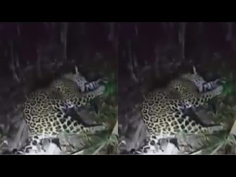 Be careful with the JAGUAR, can it be fatal or not?