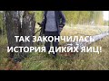 Нашёл заброшенное гнездо с яйцами и вылупилось Чудо! Eggs in the forest! Watch the eggs, bro!