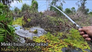 Download lagu FISHING FOR SNAKEFISH IN A DITCH, EVEN THOUGH IT'S RAINING, STILL GOOD LUCK, BRO... mp3