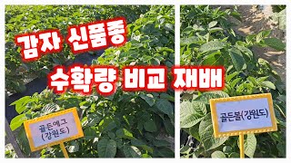감자재배 신품종 4종 비교영상 2 강원도 수미 다미 골든에그 골든볼 강원도