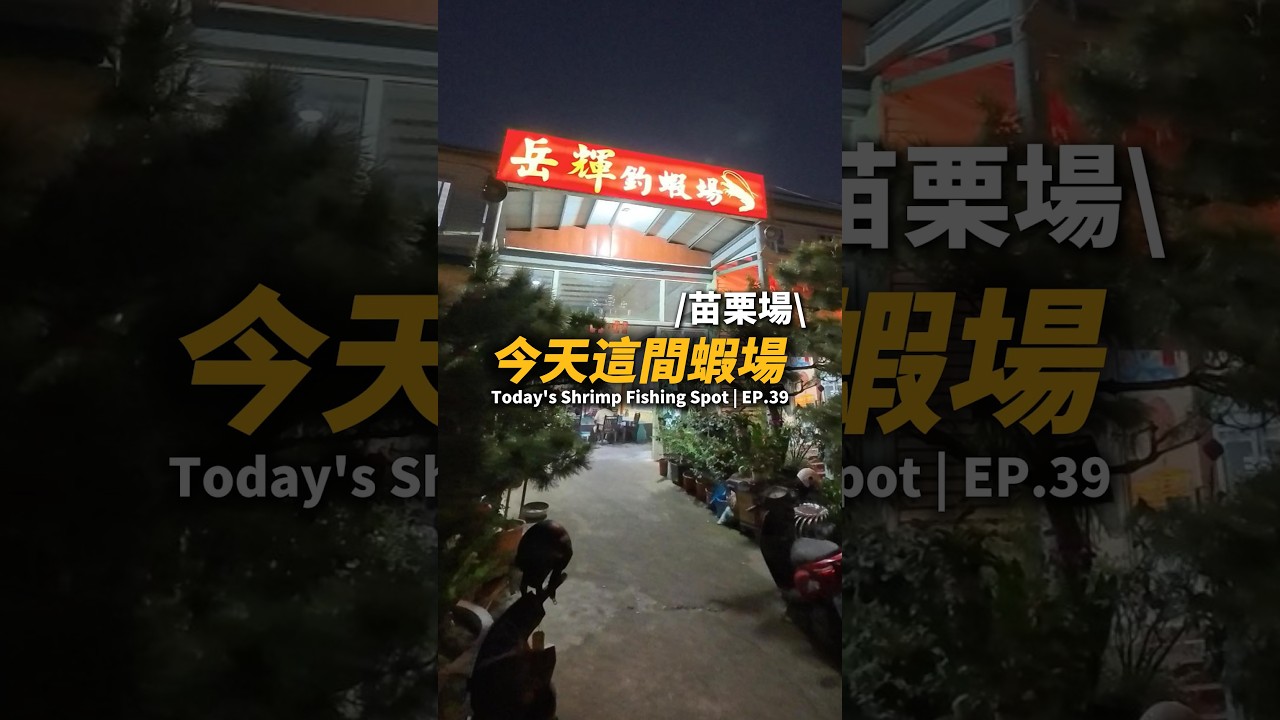 今天這間蝦場EP.39【MLS蝦戰天下】#17shrimp #台湾のエビ釣り #shrimpfishing #새우낚시