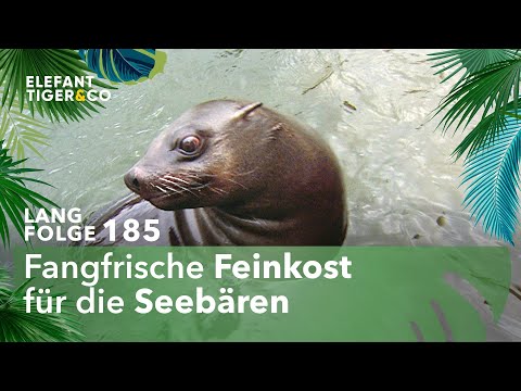 Kulinarische Abwechslung im Robben-Becken (Langfolge 185) | Elefant, Tiger & Co. | ARD