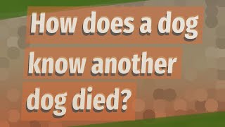 How does a dog know another dog died?