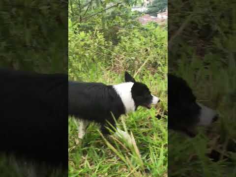 Piedecuesta Santander #puppylove #bordercollie #pitbull #cachorro #perro #pets #dogbreed