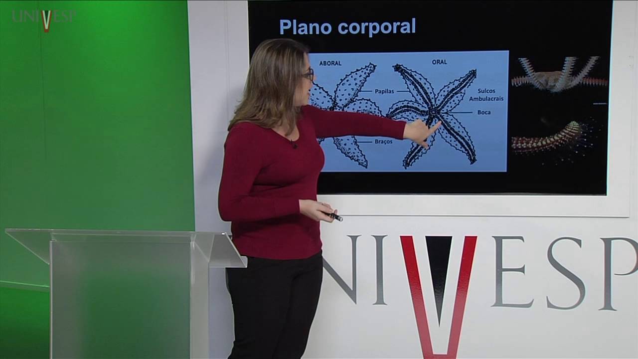 Zoologia de Invertebrados - Aula 25 - Filo Echinodermata I