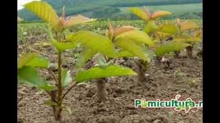 preview picture of video 'Pepiniera Aiud - producator autorizat pomi fructiferi'