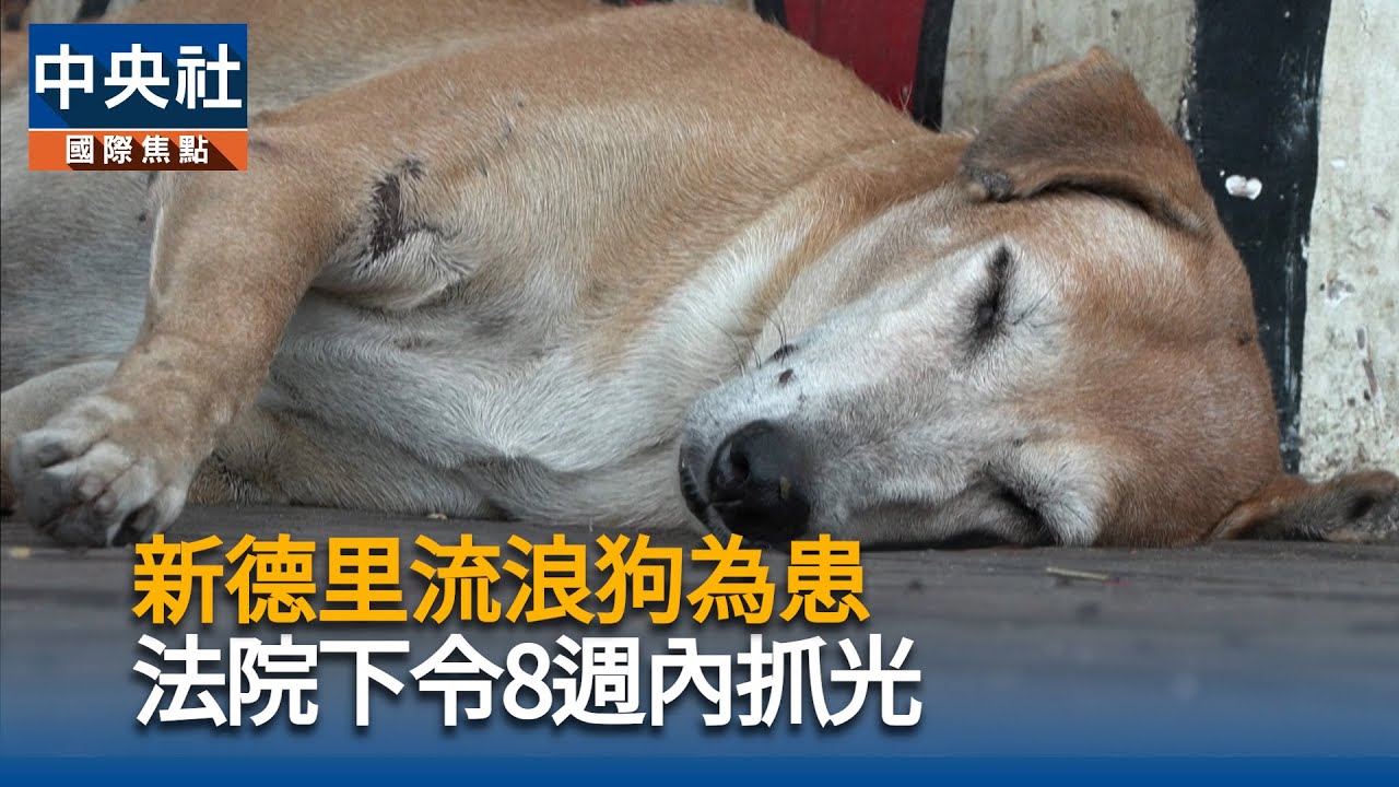 新德里流浪狗為患 法院下令8週內抓光 | 中央社全球視野