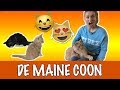 IK WIL EEN MAINE COON! | DierenpraatTV