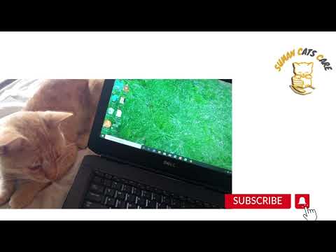 cat looking at laptop so cute cat 1