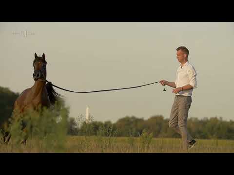 🔸 MARWADEE NWA 🔸(Wadee Al Shaqab x Maria Magdalena NWA) 2021 Filly