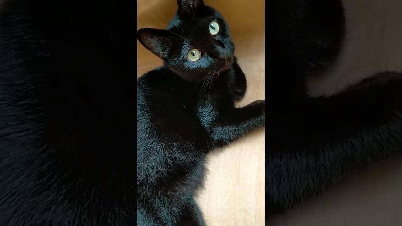 A black cat that looks at the camera and stands up