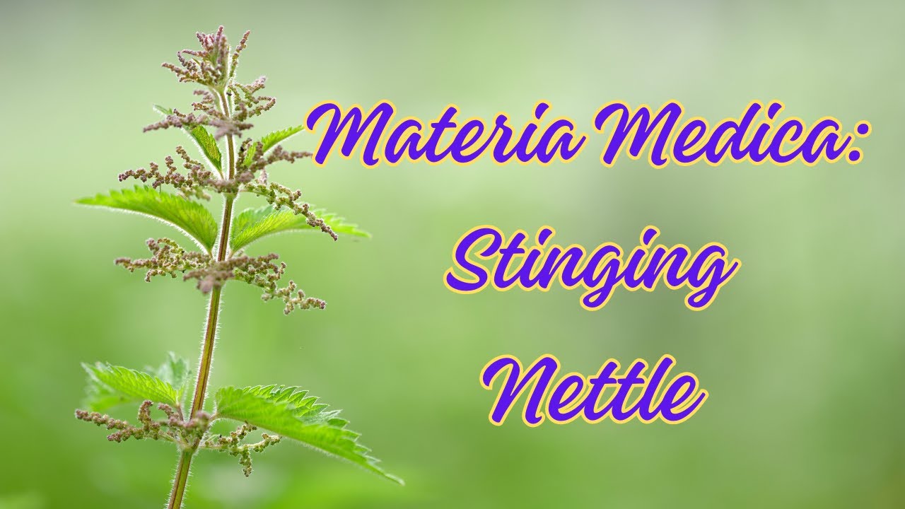 ✨🌿Materia Medica: The Healing Power of Stinging Nettle 🌿✨