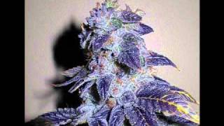 Freddie Gibbs ft Young Jeezy - Stripes