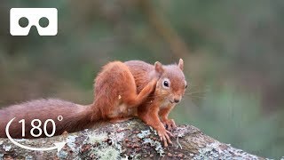 Meet The Adorable Red Squirrels of Scotland | VR 180 | BBC Earth
