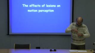 12. Motion perception and pursuit eye movements