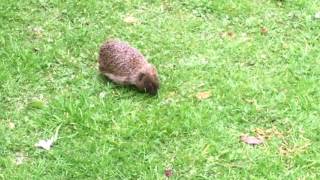Hedgehog in a Wigan Garden ; Incredible String Band Hedgehog Song
