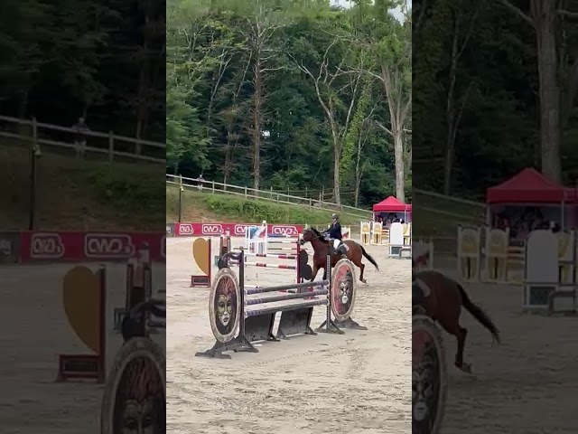 Castrone Sella Francese In vendita 2012 Baio