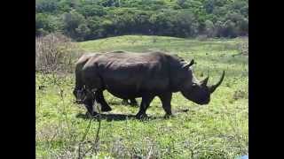 GOODS4UZONE RHINO IN CAPE VIDAL ST LUCIA - BREAKAWAY