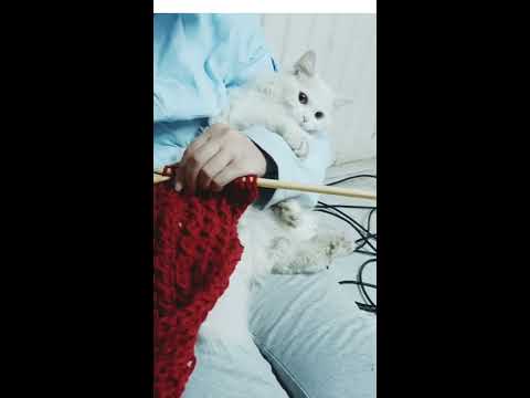 cats lovers | Handmade scarf full of kisses😅