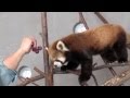 Red Panda eats a lot of slice apple