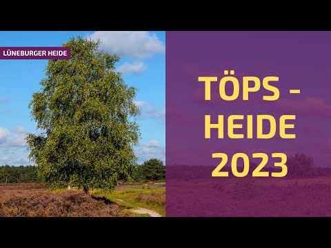 Die Töps Heide während der Heideblüte | LÜNEBURGER HEIDE 4K