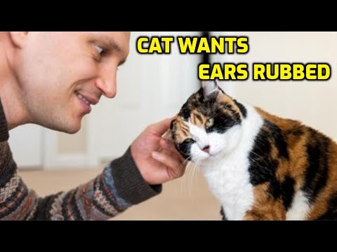 Why Do Cats Like Their Ears Rubbed So Much?