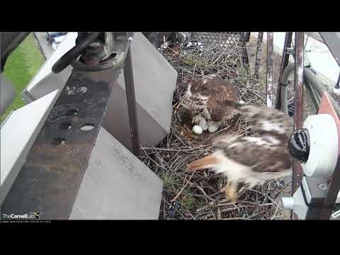 2018 04 16 - Red-tailed Hawk - Big Red takes over again