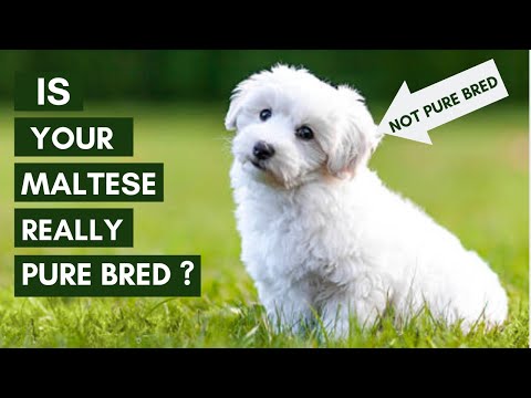 5 ways to identify your Maltese Puppy is Pure Bred or Not