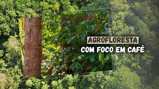 CONHEÇA a AGROFLORESTA com foco em CAFÉ da Fazenda São Luiz