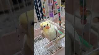 My Cockatiel(COCO)20#birds#cockatiel#cockatielvoice