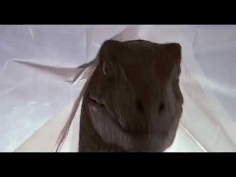 T-Rex vs the Raptors Scene - Jurassic Park (1993) Movie Clip HD